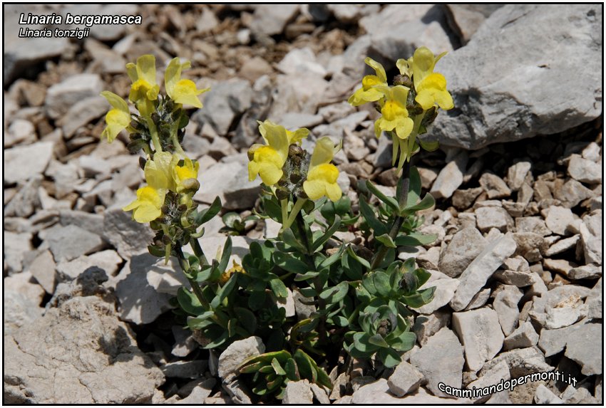 Linaria tonzigii -2-.jpg